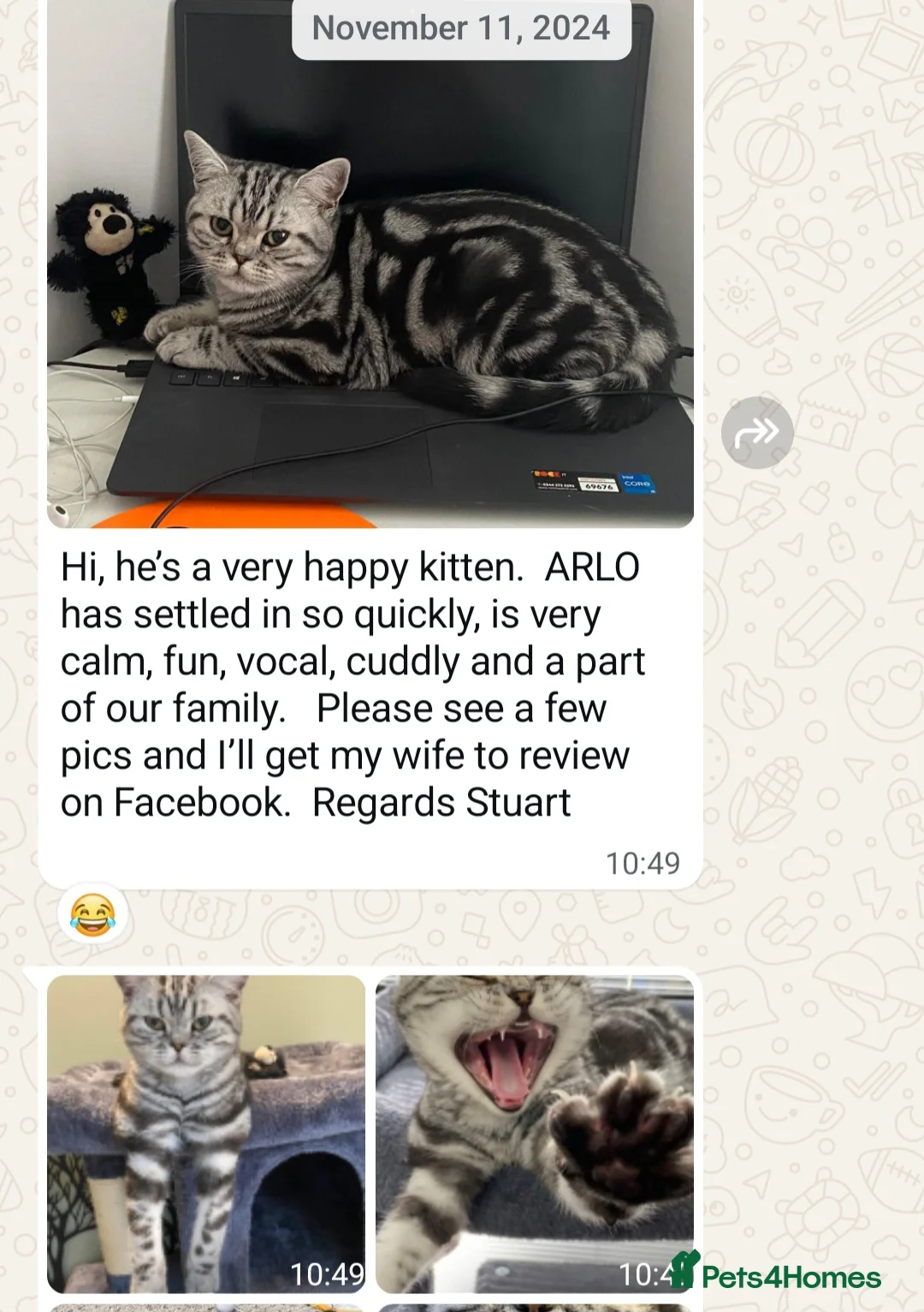 British Shorthair cats for sale: Your Furry Fantasy Awaits! - Advert 30