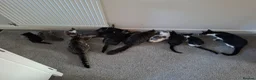 Mixed Breed cats for sale: Beautiful kittens  - Advert 2