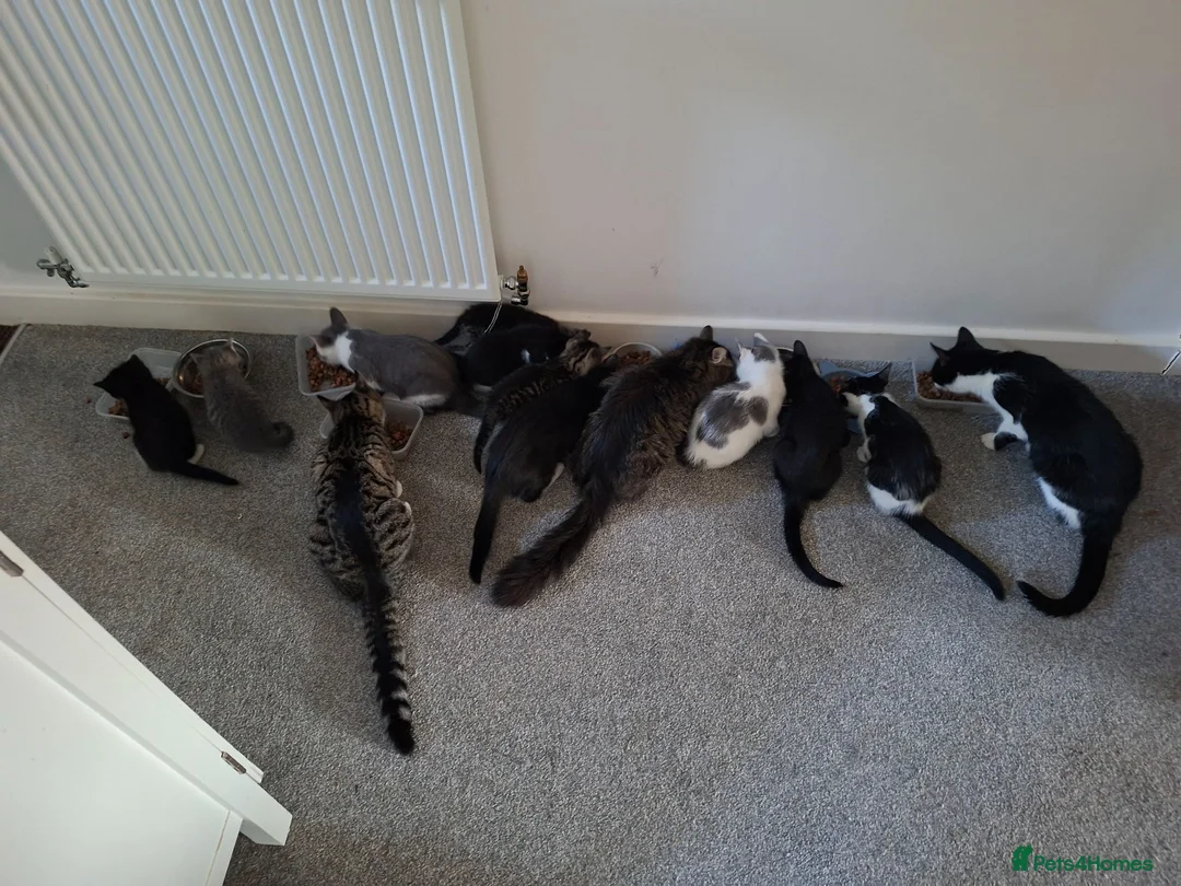 Mixed Breed cats for sale: Beautiful kittens  - Advert 2