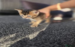 Abyssinian cats for sale: Abyssinian X Bengal Kittens - Image 7