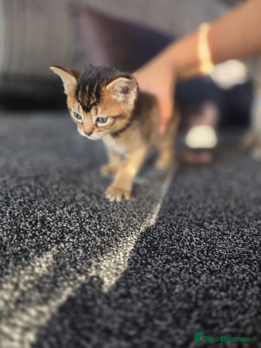 Abyssinian cats for sale: Abyssinian X Bengal Kittens - Image 7