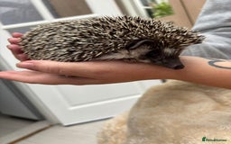 Pygmy Hedgehog rodents for sale: 2x female and 1x male hedgehogs  - Image 4