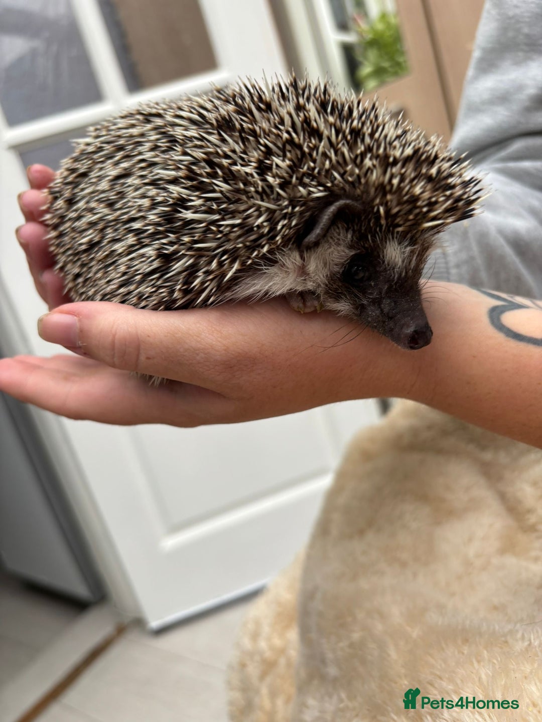 Pygmy Hedgehog rodents for sale: 2x female and 1x male hedgehogs  - Image 4