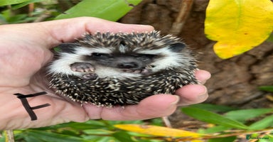 Pygmy Hedgehog rodents - Advert 4
