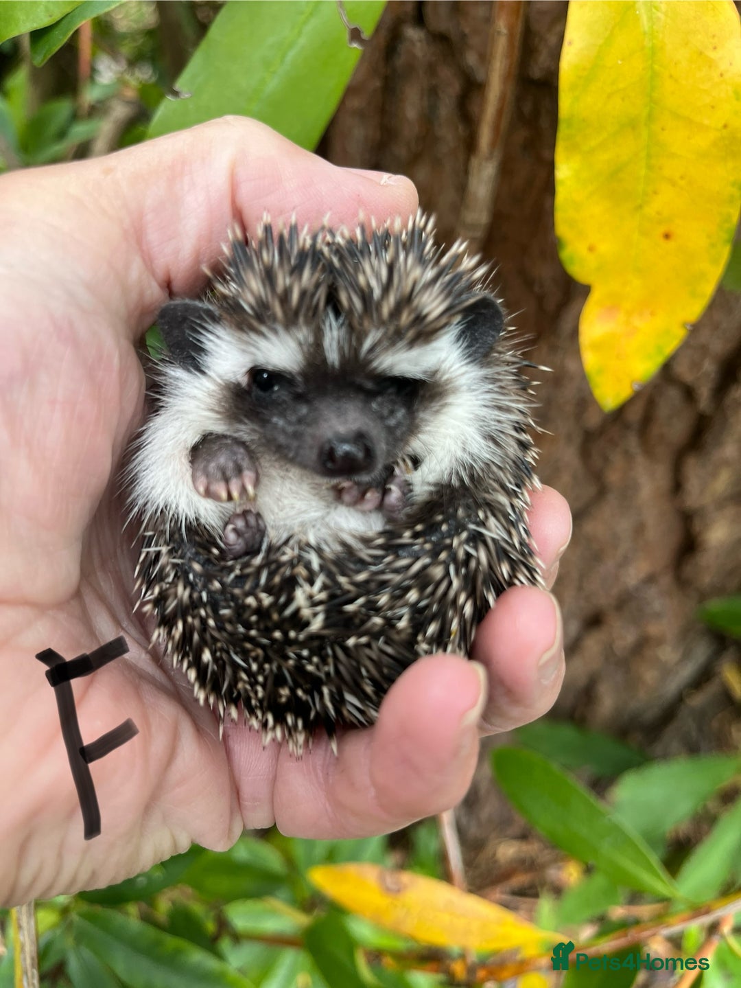 Pygmy Hedgehog rodents for sale: Pygmy hoglets ready now! Stunning friendly babies  - Image 3