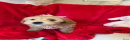 Cockapoo dogs for sale: Stunning cockapoo puppies  - Advert 5