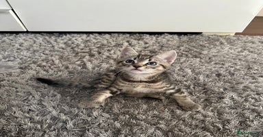 Mixed Breed cats - Advert 4