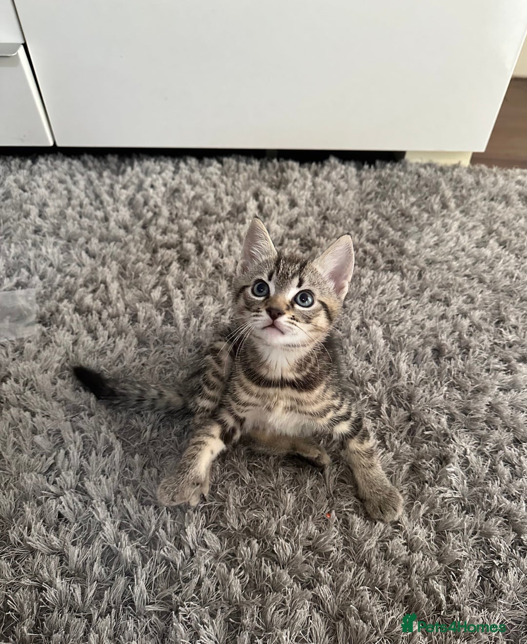 Mixed Breed cats for sale: 🐾 Adorable Kittens Looking for Loving Homes 🤍 - Image 2