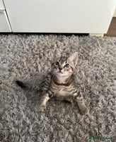 Mixed Breed cats - Advert 4