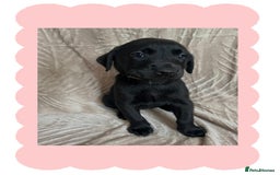 Labrador Retriever dogs for sale: 3 Beautiful female Labradors ready to leave❤️ - Image 9