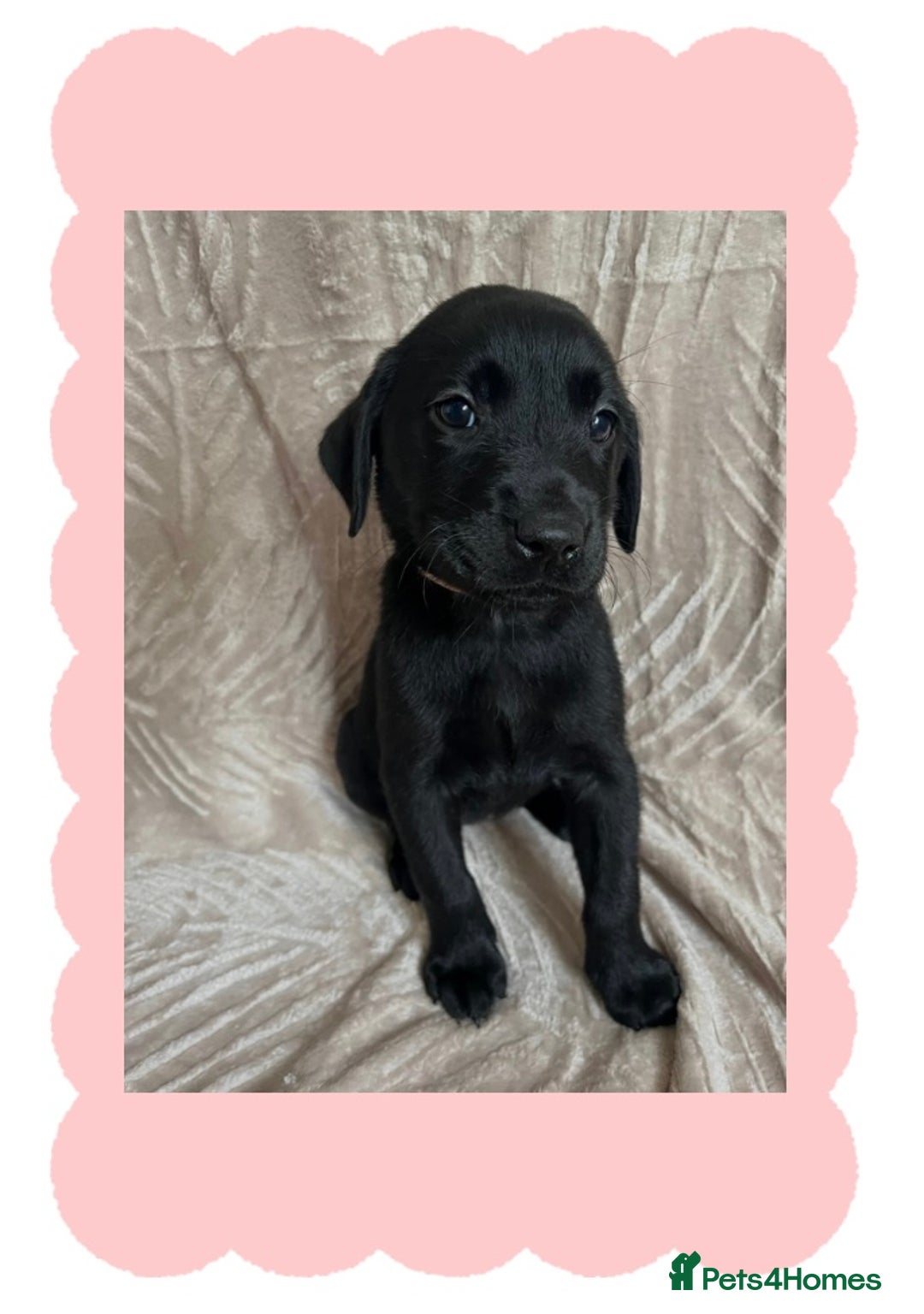 Labrador Retriever dogs for sale: 3 Beautiful female Labradors ready to leave❤️ - Image 9