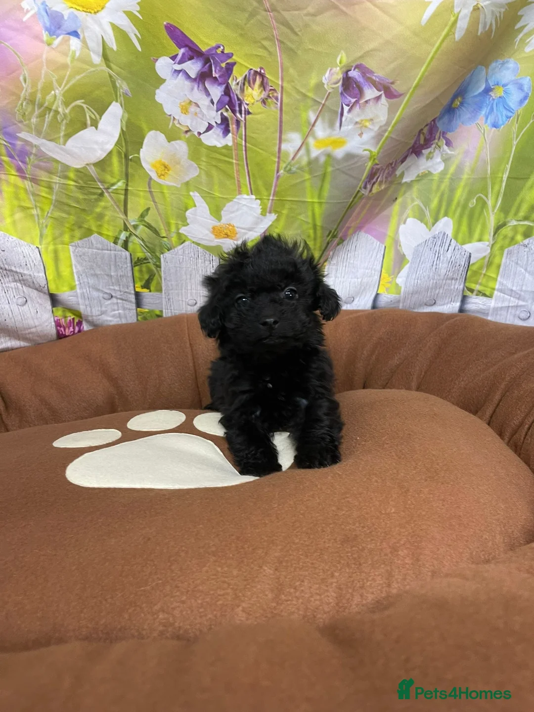 Cavapoo dogs for sale: F1B cavapoos ⭐️ - Advert 11