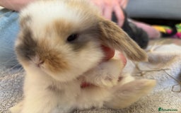 Mini Lop rabbits for sale: Mini Lops - Image 11