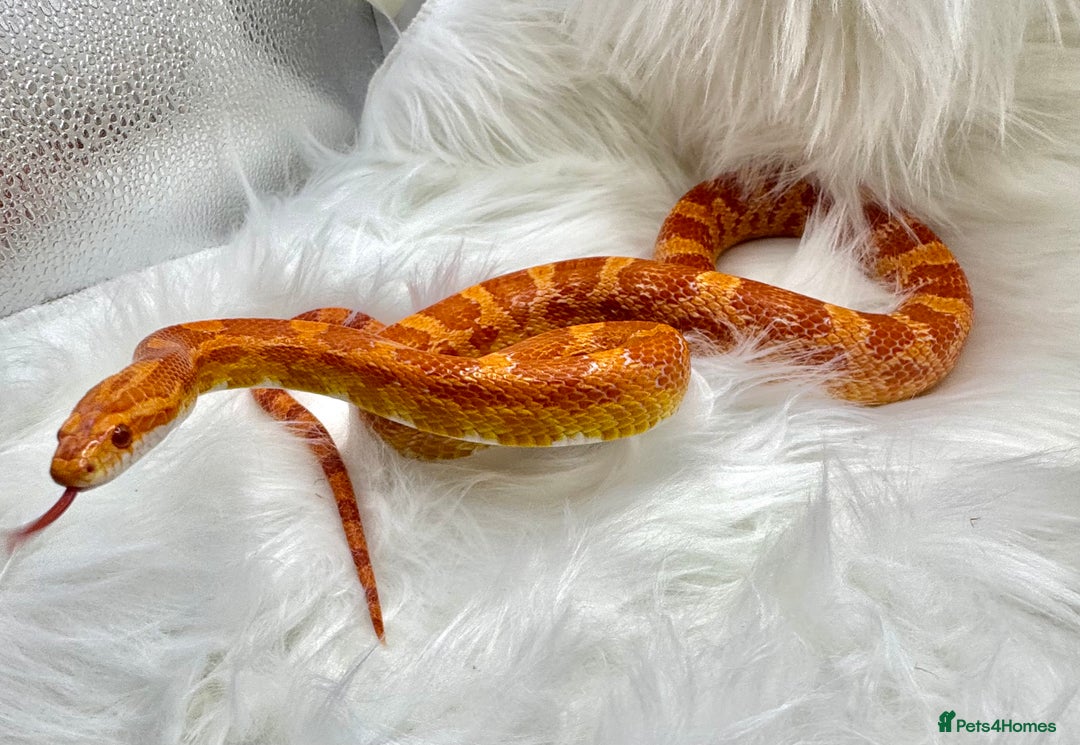 Python Snake reptiles for sale: Royal Ball Python & a Corn Snake - Advert 6