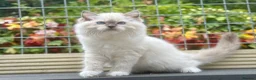 Ragdoll cats for sale: READY TO GO 1 left  (£900) available(TIMEWASTERS)  - Advert 5