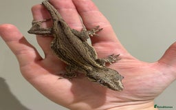 Gecko reptiles for sale: Gargoyle Geckos  - Image 9