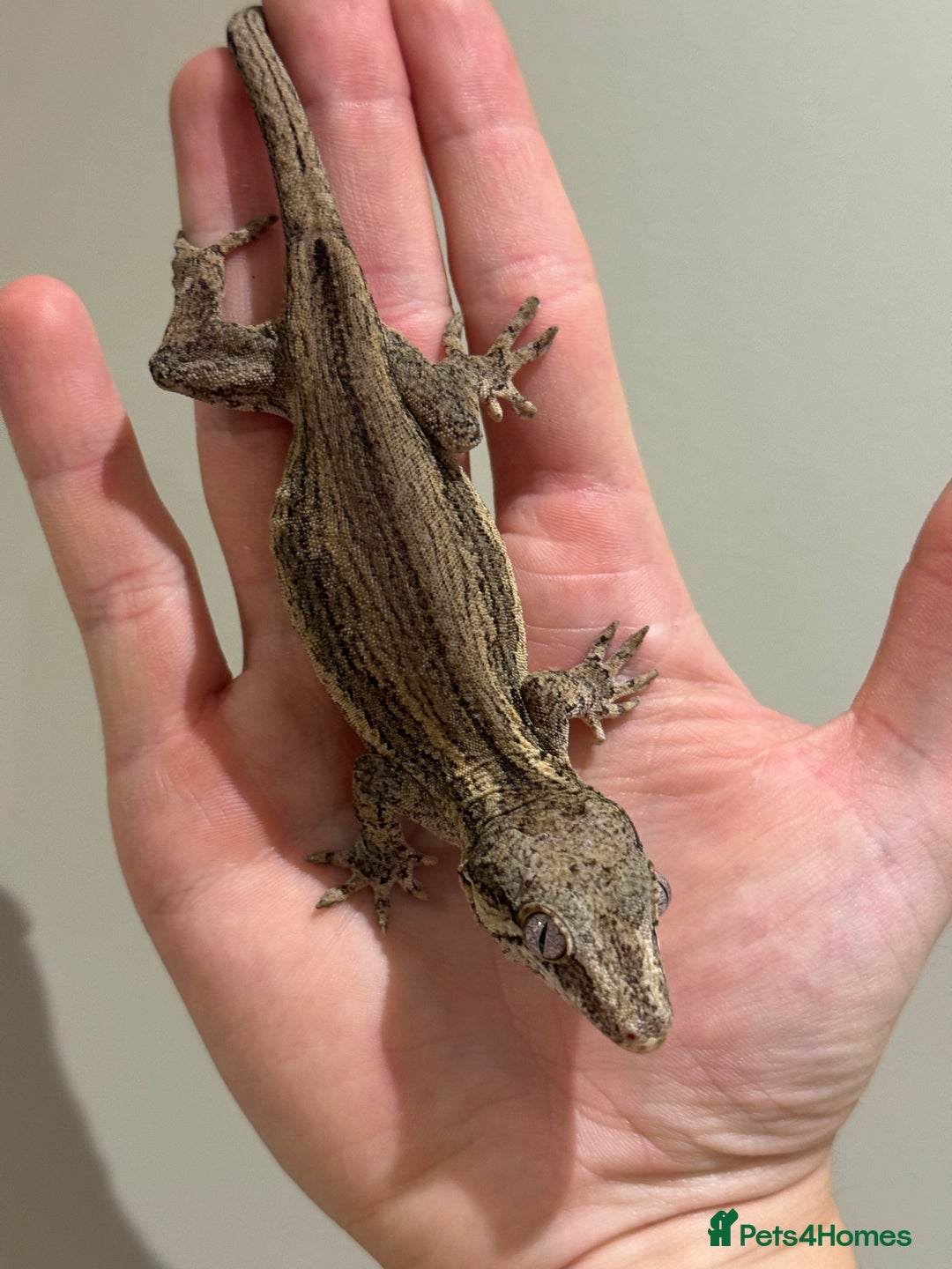 Gecko reptiles for sale: Gargoyle Geckos  - Image 9