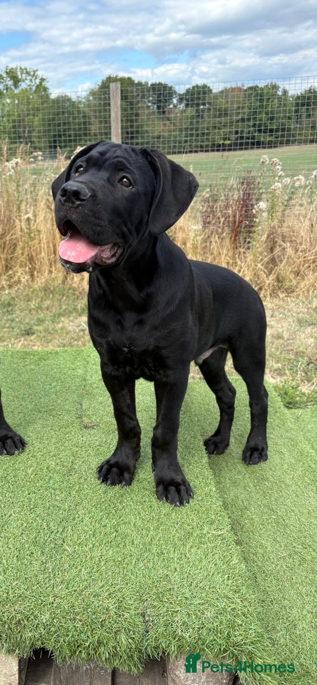 Cane Corso dogs for sale: Stunning Cane Corso Puppies in Wokingham - Image 31