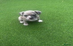 Mixed Breed dogs for sale: Staffordshire bull terrier x French bulldog Merle  - Image 3
