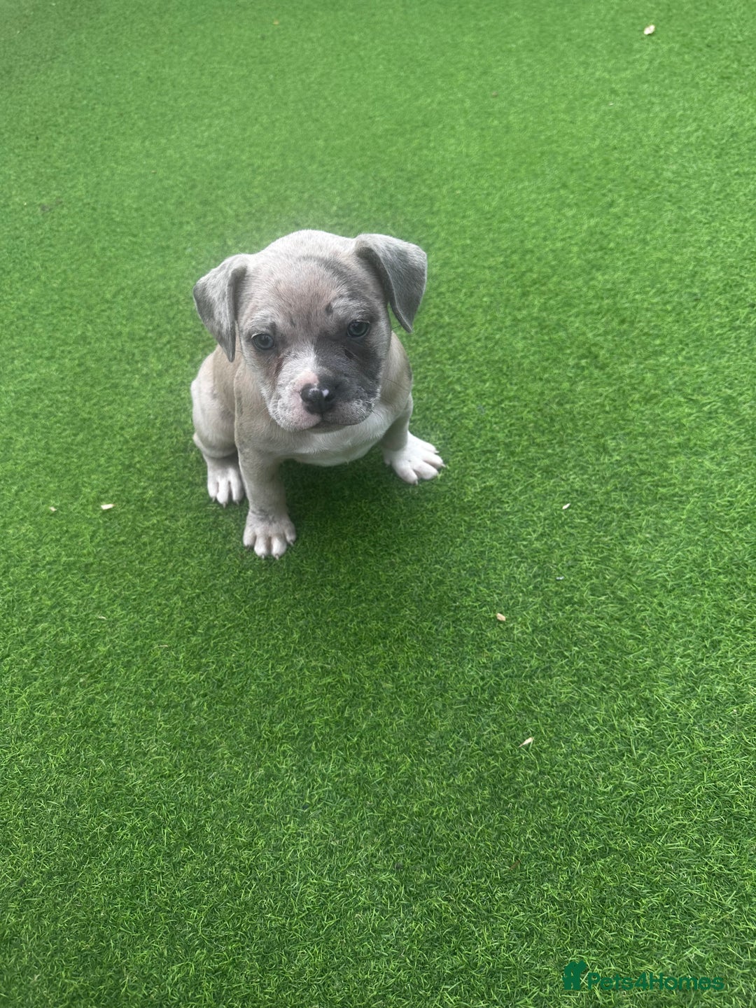 Mixed Breed dogs for sale: Staffordshire bull terrier x French bulldog Merle  - Image 3