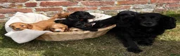 Cockapoo dogs for sale: Gorgeous F1 Cockapoo Puppies KC parents - Advert 3