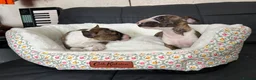 Miniature Bull terrier dogs for sale: Miniature bull terrier puppies  - Advert 13