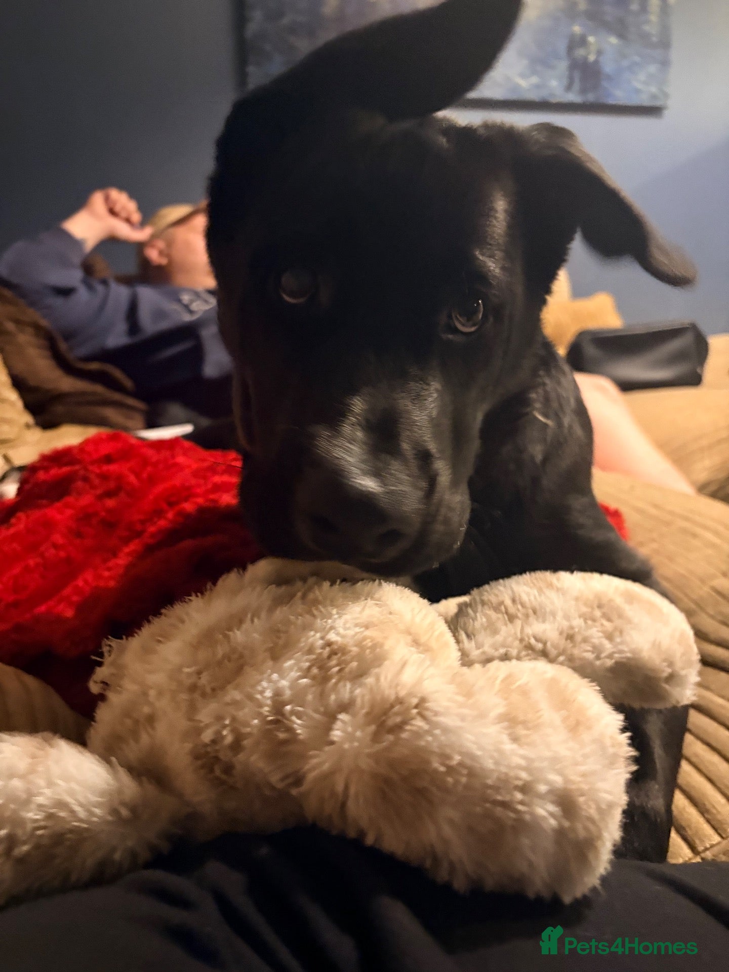 Mixed Breed dogs Jax male puppy - Advert 1