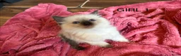 Ragdoll cats for sale: Beautiful Ragdoll Kittens for sale (REDUCED) - Advert 25