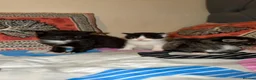 Mixed Breed cats for sale: two female kitten  - Advert 4