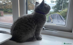 British Shorthair cats for sale: GCCF ACTIVE BRITISH SHORTHAIR MALE KITTENS - Image 4