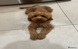 Miniature Poodle dogs for sale: lovely miniature poodle puppies - Image 12