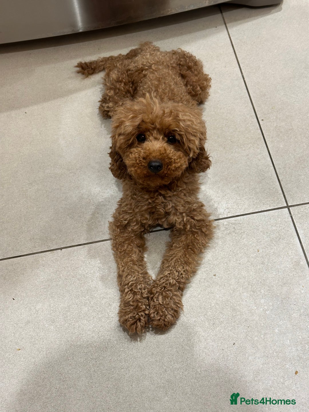 Miniature Poodle dogs for sale: lovely miniature poodle puppies - Image 12