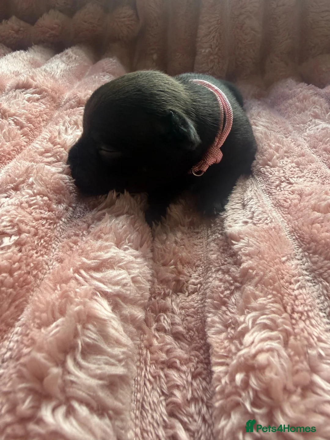 Staffordshire Bull Terrier dogs for sale: Beautiful black litter  in Warrington - Advert 11