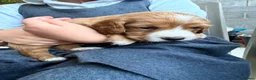 Cocker Spaniel dogs for sale: Cocker spaniel pups in Fordingbridge - Advert 9