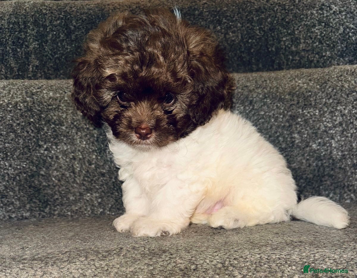 Shihpoo dogs Imperial toy Shih poo puppies  - Advert 1
