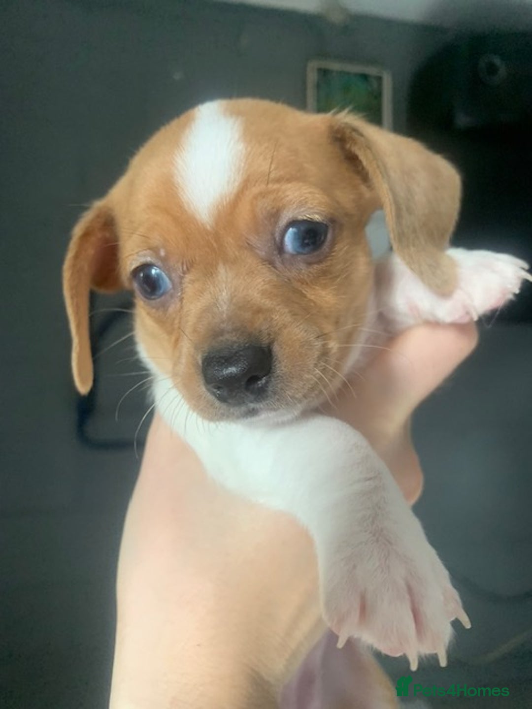 Chiweenie dogs for sale: 6 golden brown/whitecheweenies available  - Image 10