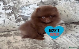 Pomeranian dogs for sale: Two Pomeranian Puppies Available - Image 1