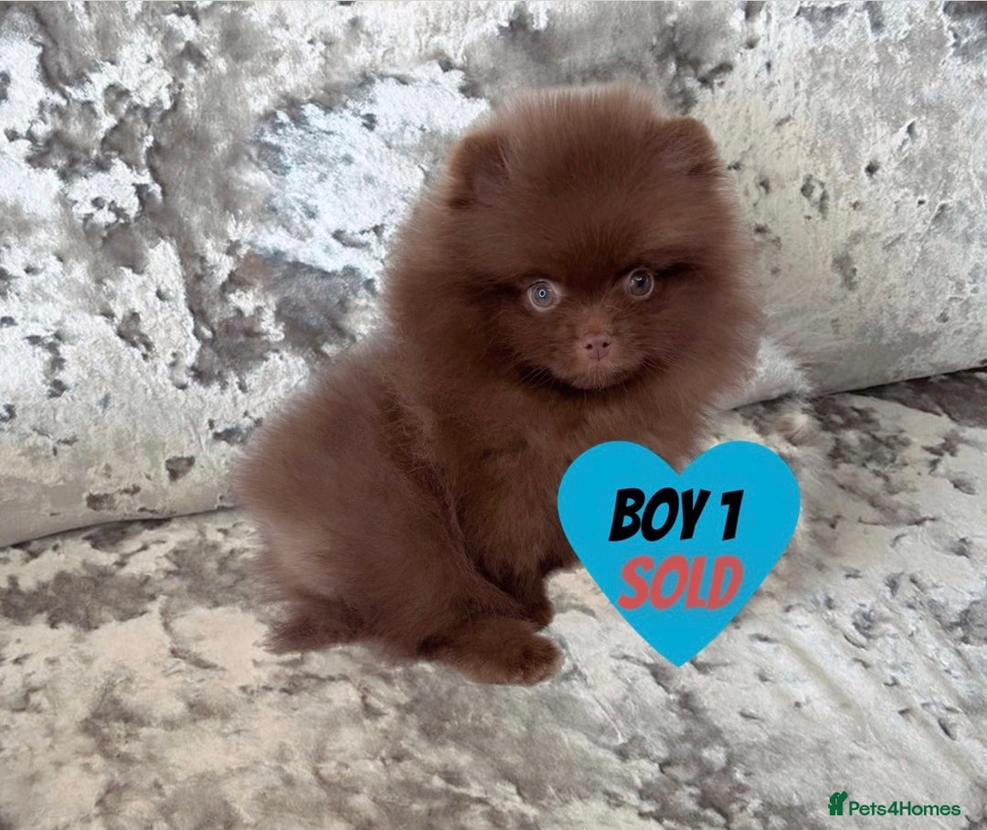 Pomeranian dogs for sale: Two Pomeranian Puppies Available - Image 1