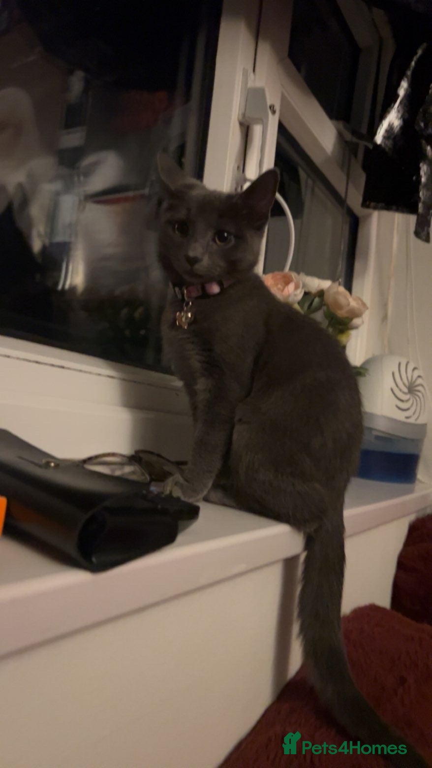 Mixed Breed cats Grey Domestic Little Girl - Roughly 6 Months Old!  - Advert 3