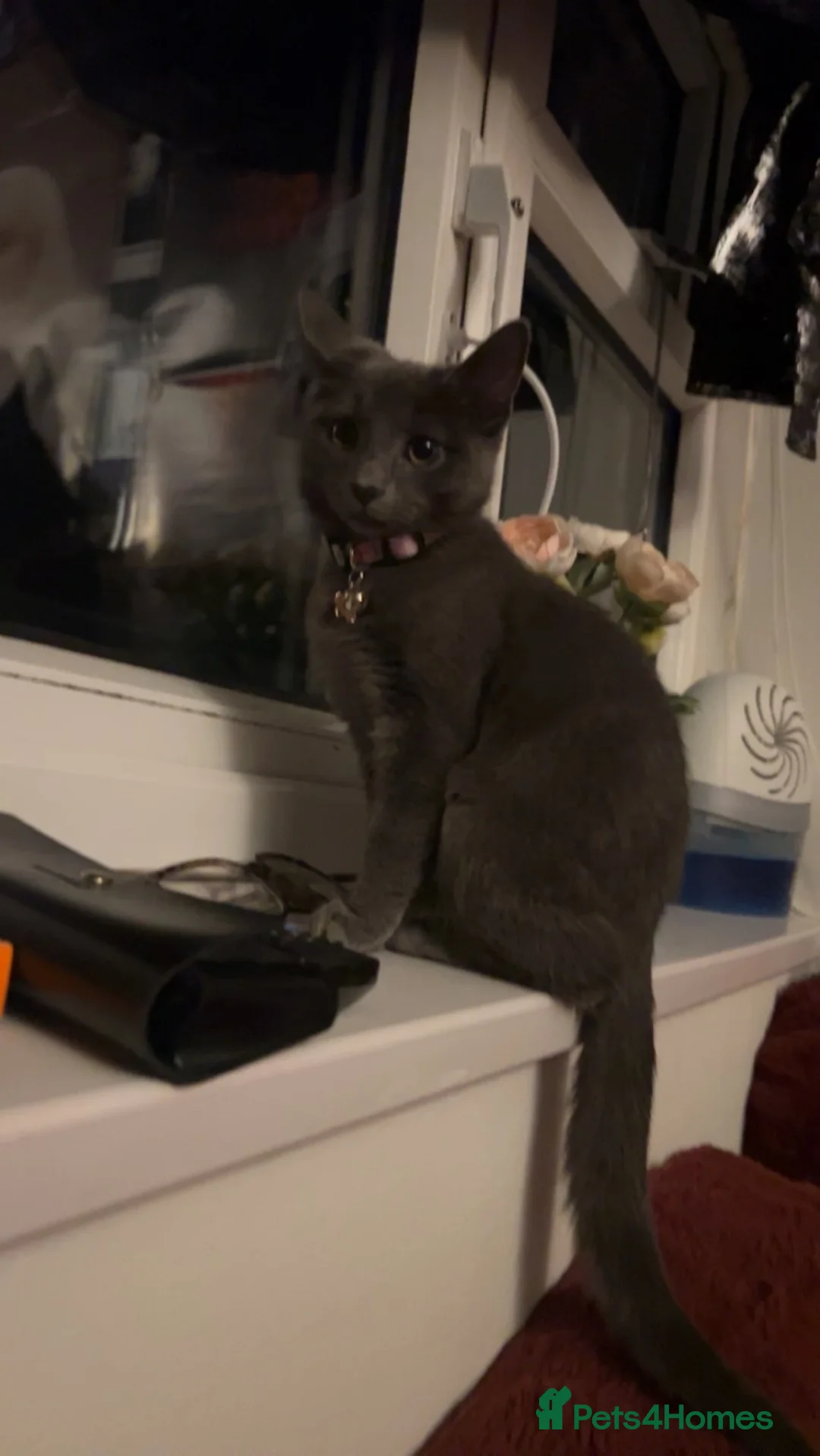 Mixed Breed cats for sale: Grey Domestic Little Girl - Roughly 6 Months Old!  - Advert 1
