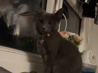Mixed Breed cats Grey Domestic Little Girl - Roughly 6 Months Old! - Advert 4