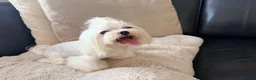 Maltese dogs for sale: Full Korean Female Maltese Age 5 - Advert 7