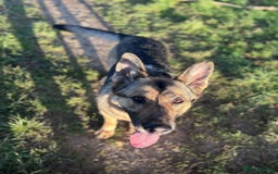 German Shepherd dogs for sale: Rehome a Beautiful German Shepherd - Image 7