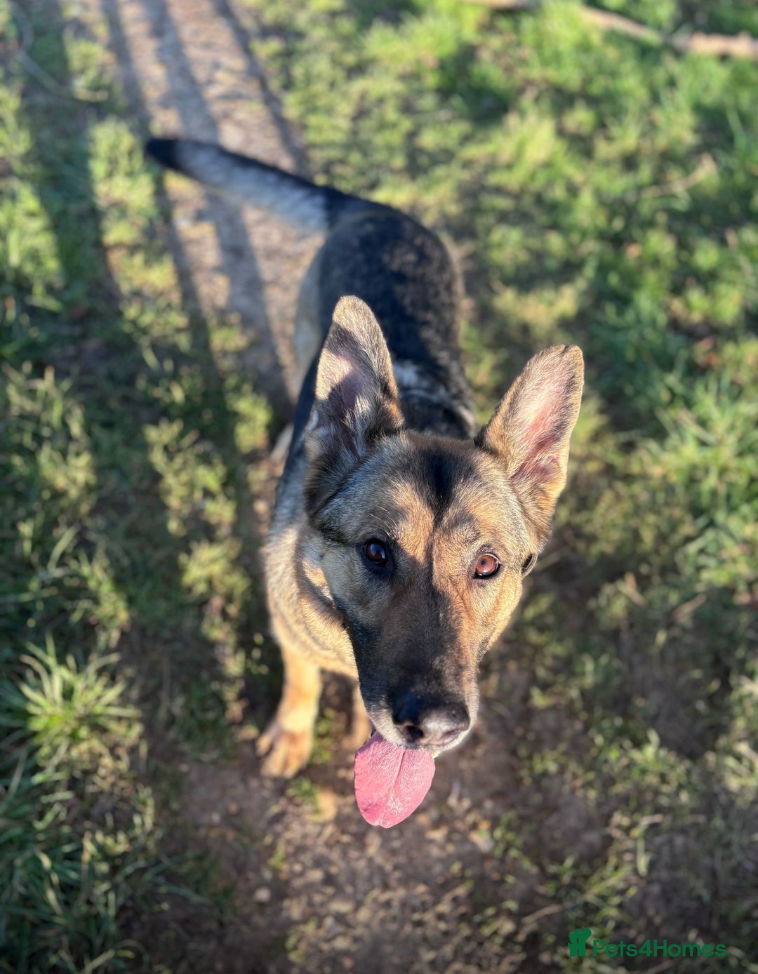 German Shepherd dogs for sale: Rehome a Beautiful German Shepherd - Image 7