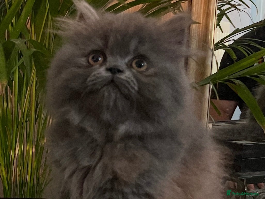 Persian cats Ready Now. Stunning doll faced blue persian girl  - Advert 1