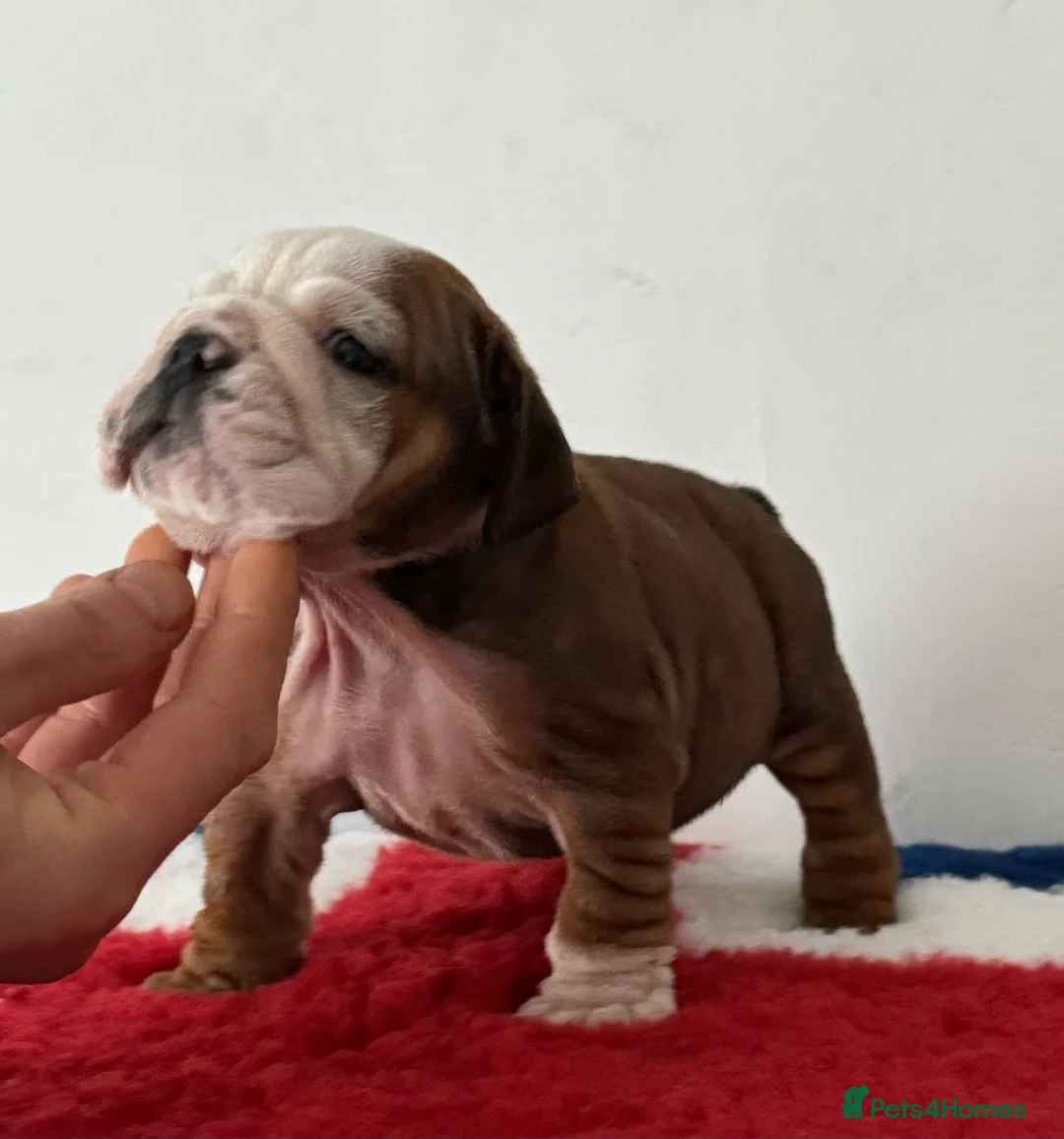 English Bulldog dogs for stud: Britishpride stud  in Manchester - Advert 10