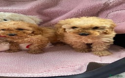 Cockapoo dogs for sale: Cockapoo puppies - Image 15