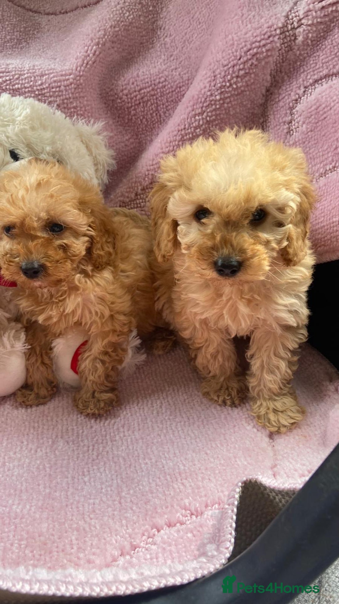 Cockapoo dogs for sale: Cockapoo puppies - Image 15