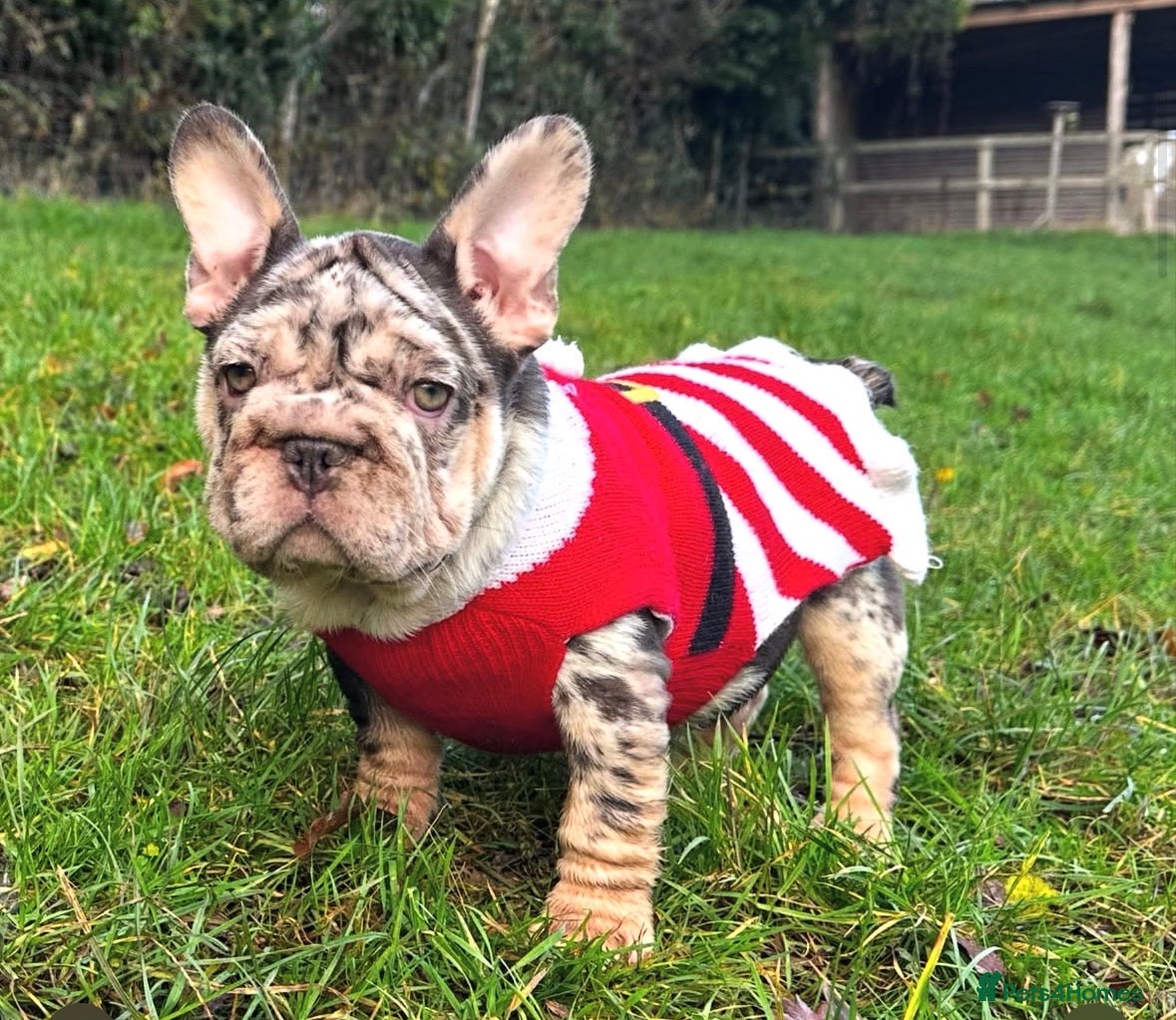 French Bulldog dogs Ready now-  Well bred, beautiful temperament pups - Advert 1