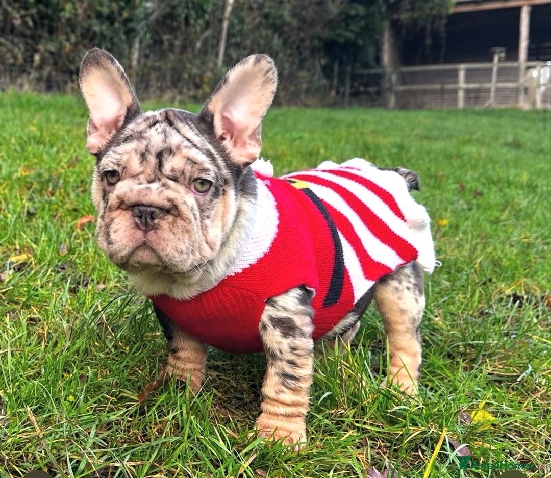 French Bulldog dogs for sale: Ready now-  Well bred, beautiful temperament pups - Advert 1
